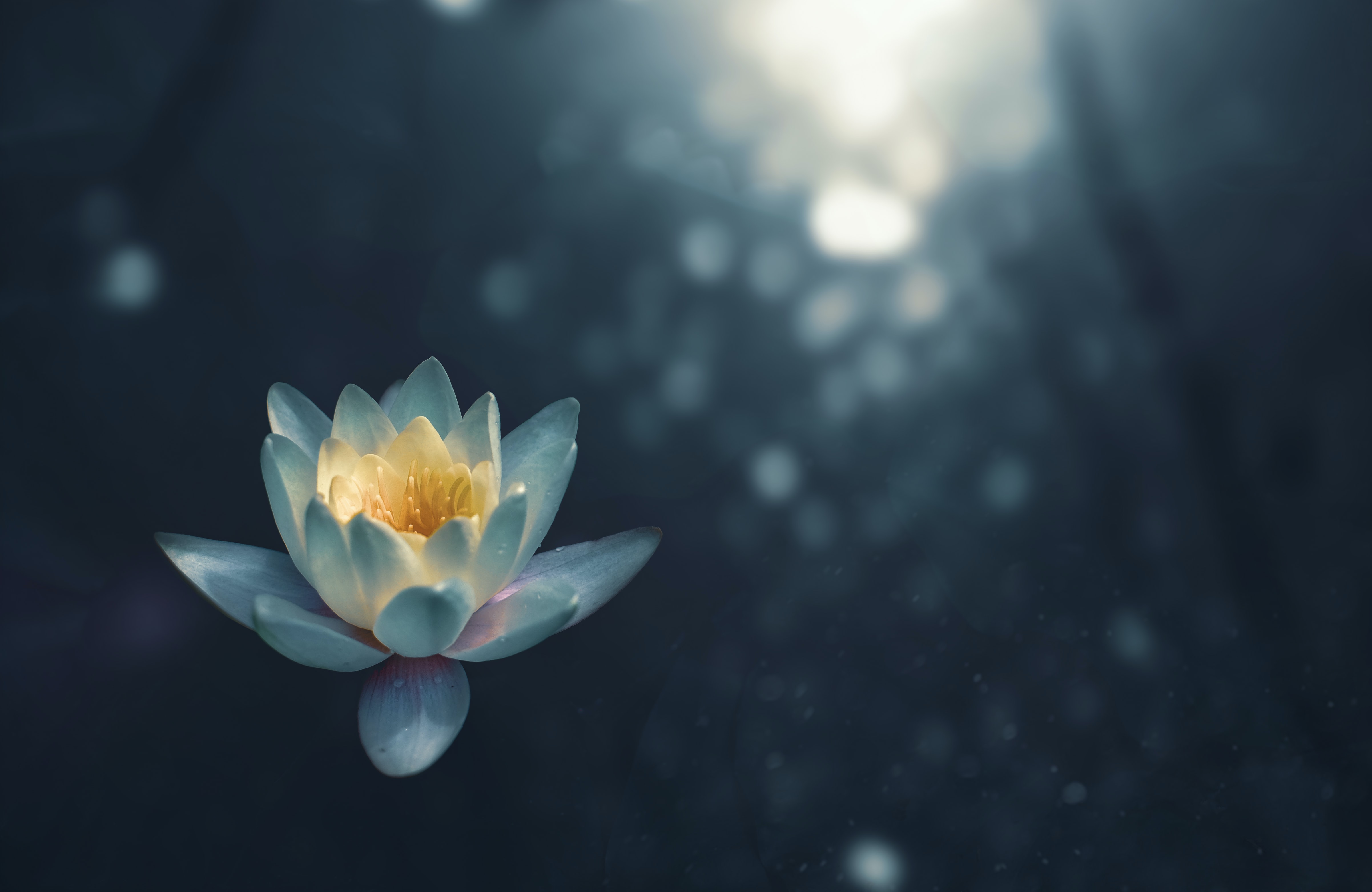A flower
