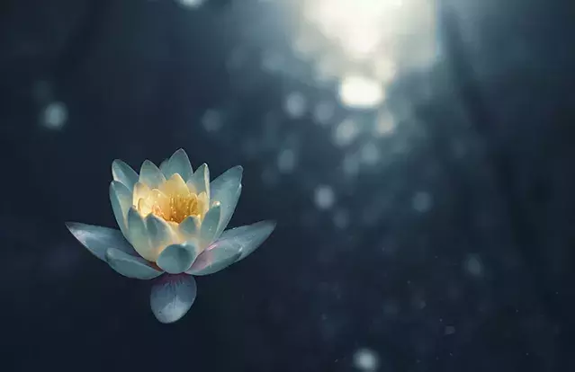a flower floating on water